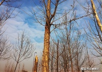 秃枝秃干，却也可做着春日的梦！