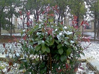 大雪雪未至，窗外依旧是明亮的天空，温暖的太阳，不见雪花的影子