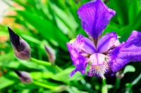 用中天易生死应期尺断民国才女的一生