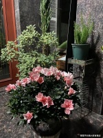 第四届征文大赛 | 《家》