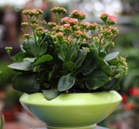 旧土这样翻新来养花，效果超级好，再也不用花钱买营养土了！