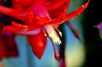 深情于花的美意——蟹爪莲