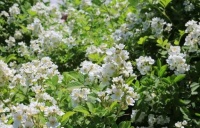 入心的情感短句：不要在拥有的时候，不懂珍惜，失去后才后悔莫及