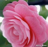 心理测试:选出你最喜欢的花，测出你今生的磨难是什么