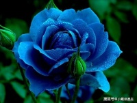 心理测试：你最喜欢哪朵花，测试你的第六感有多准确