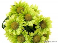 心理测试：选出你最喜欢的花束，测出你的头脑冷静还是冲动