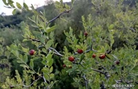 河南洛宁马红军诗歌——家乡的山枣树