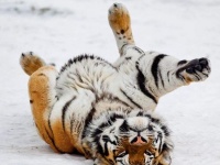 古人云“虎生犹可近，人熟不堪亲”，什么意思？能懂的情商都不低