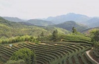 小刚解说福鼎白茶是什么茶,什么是白茶？