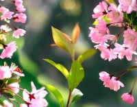 养海棠花，记好3个“技巧”，花多色艳