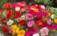 5种花花色艳、花量大，花姿妖娆，简单易成活，一年四季开花不断