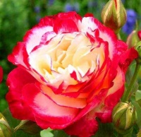 此花漂亮又喜庆，被称月季中的大明星，一年四季开花不停歇！