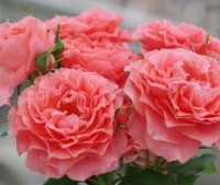 最美盆栽大岩桐，掌握4个要点，开花又大又多，轻松挂满枝头