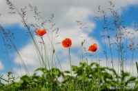 生活不只有远方，还有眼前，有些句子不只是写得好，更值得品味