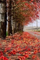 梧桐离旷夜，雨至怎堪摧