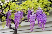 紫藤常年不开花，啥情况？3点决定开花效果，实践后果然好