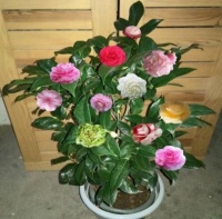 四大名花之一茶花，如何多开花？看看几点操作，你也能做到