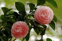 养好茶花，需投其所好，“4点”是忌讳，各位花友别犯忌！