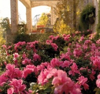 杜鹃不开花，用塑料袋套起来，轻松解决掉叶子，开花数量翻倍增加