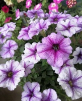 别养吊兰，绿萝了，三种花卉，教你几招，花苞不断红花天天开