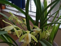 兰花高贵优雅，养护心得教给你，养出高价兰