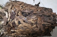 兰花长“黑根”，爆盆，病入膏肓，还能抢救一下吗？