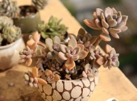 盘点5种高颜值多肉植物，皮实好养易爆盆，适合新手！