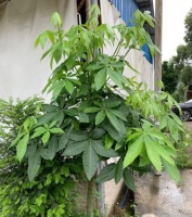 不喜欢种花之人养发财树，教你几招结果长疯了，直说太好养