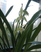 四季海棠两种绿植，没有阳光也可以长的旺，适合北向阳台养花