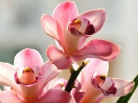 卧室不要乱放盆栽，4种花对身体有大害处，有孩子的更得上心