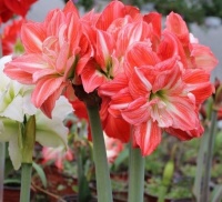 家里养盆朱顶红，开花太漂亮，姹紫嫣红，美不胜收！早看早知道