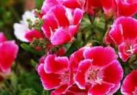 此花如同铺满地毯十分艳丽，是重要的园林点缀花卉，是感恩之花