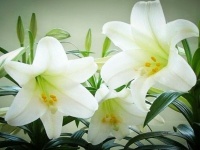 花也可以养人，在家里养这4盆镇宅养人，生活更幸福！