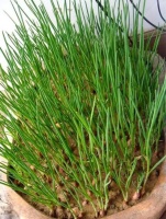 家里种的小葱苗不长个，叶子发黄还扶倒，知道这个技巧养长得快