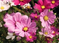 此花株型高大叶形雅致，色彩艳丽多姿多彩，是爱与吉祥的圣洁之花