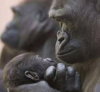 老人独守福岛核辐射区，无偿照顾动物6年，政府却盼着他早点死