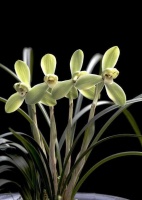 老兰友家的兰花，整齐排列，像跳天鹅舞，原来用了1招