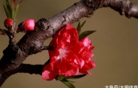 俗语说：不怕红杏会出墙，就怕野花会进房，要想家庭幸福不妨留意