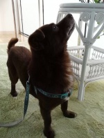 人类为什么会远离树林？