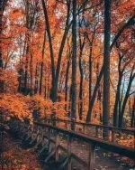 在霜花飞舞里，昂首泛黄