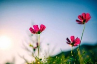 【新诗采撷】范德云 | 热爱生活（微诗二首）