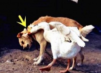 俗语：“宁让狗咬，别让鹅啄”，为什么？再看下一句你就明白深意