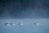 精致的生活不是东西越多越好，而是越精越好