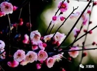 顾晓蕊：幽心人似梅花｜阅读时光