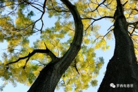 罗西：教养就是为人舒服｜名家阅读