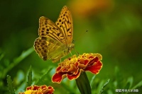 大洋诗歌：你是一朵云，飘在玫瑰顶。