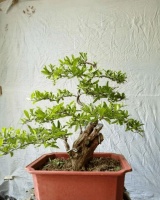 好看又好吃的石榴，做成石榴盆栽，卖疯了