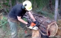 工人野外砍树，切开树干后，发现树中趴着一条“凶恶大狗”