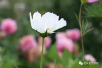 安宇影：市井女侠｜中原作家