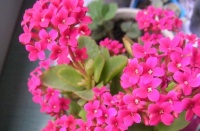 养“长寿花”，“3点”细节做不到，开花很困难，望花友们周知！